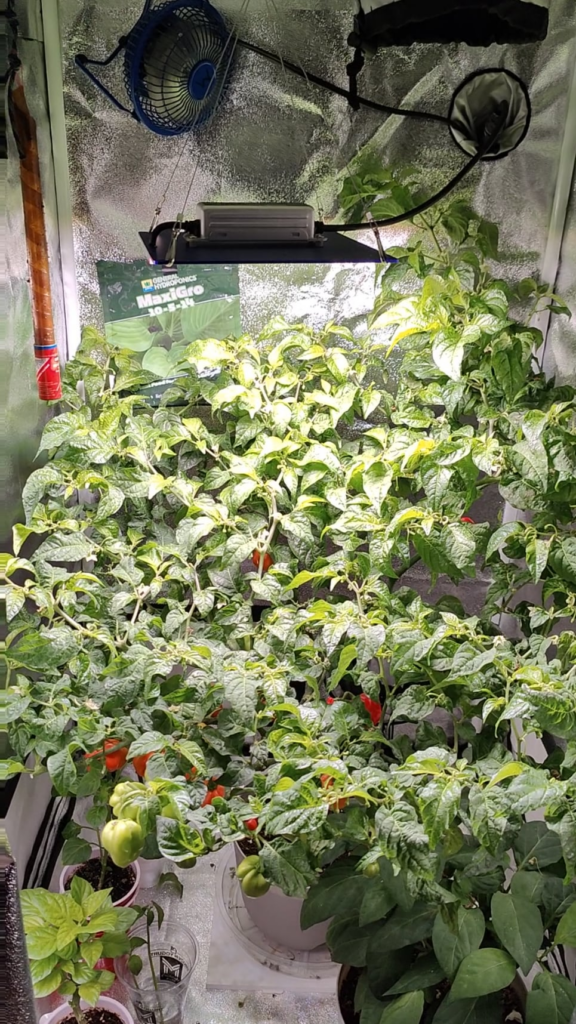 Indoor habanero in coco getting too big and heavy