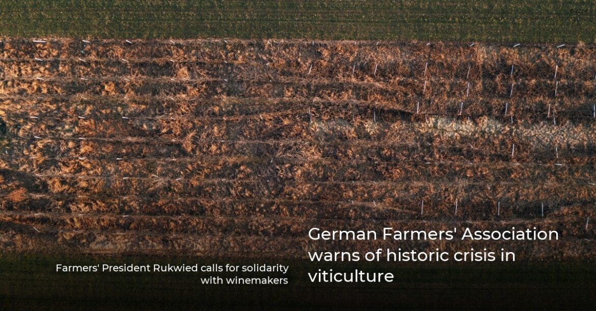 German Farmers' Association warns of historic crisis in viticulture