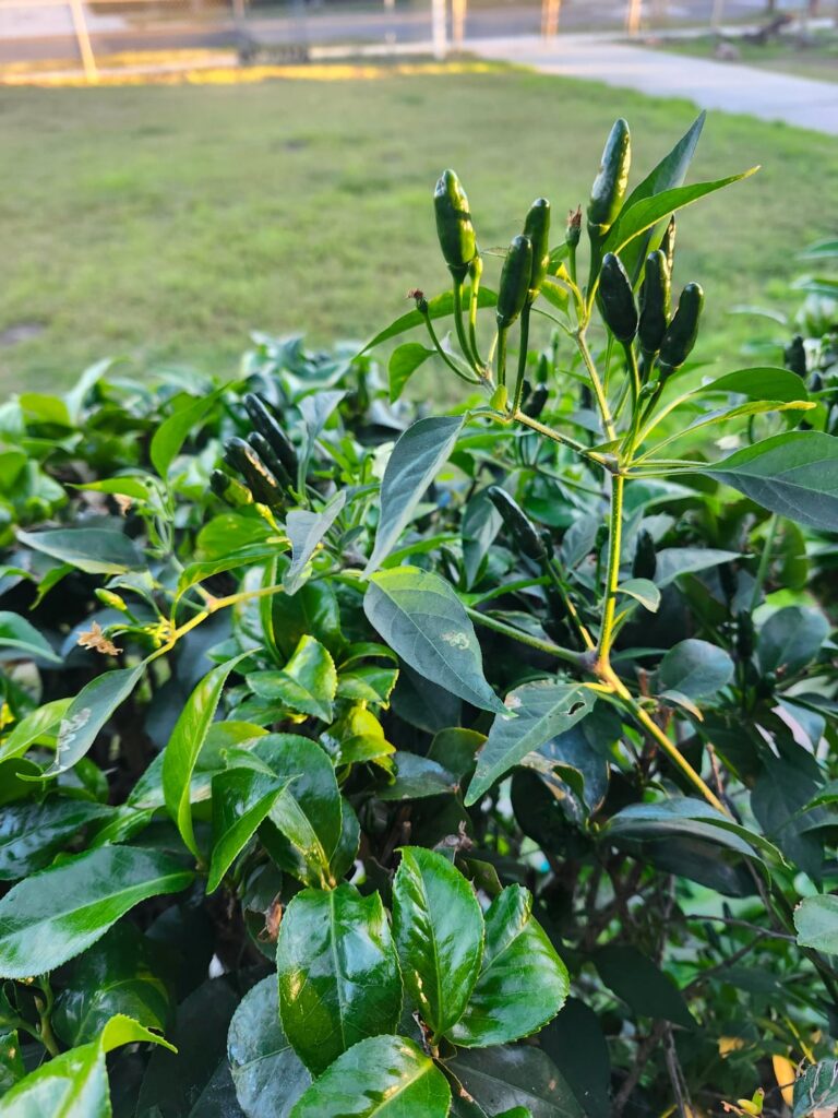 Help Identifying Peppers Please 🙏