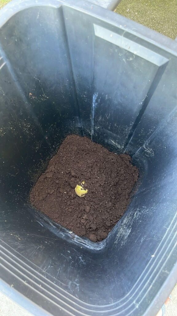 Help with growing garbage bin potatoes