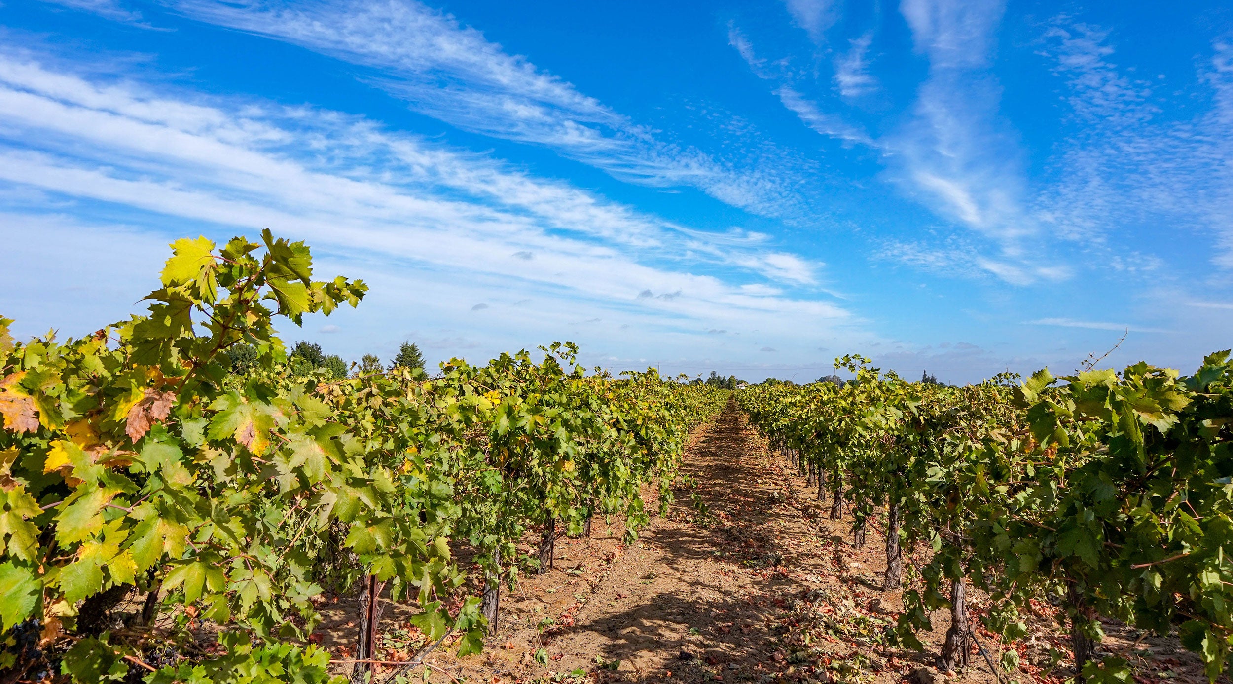 california-lodi-winegrowing