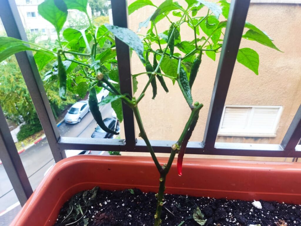 Help to find out the sort