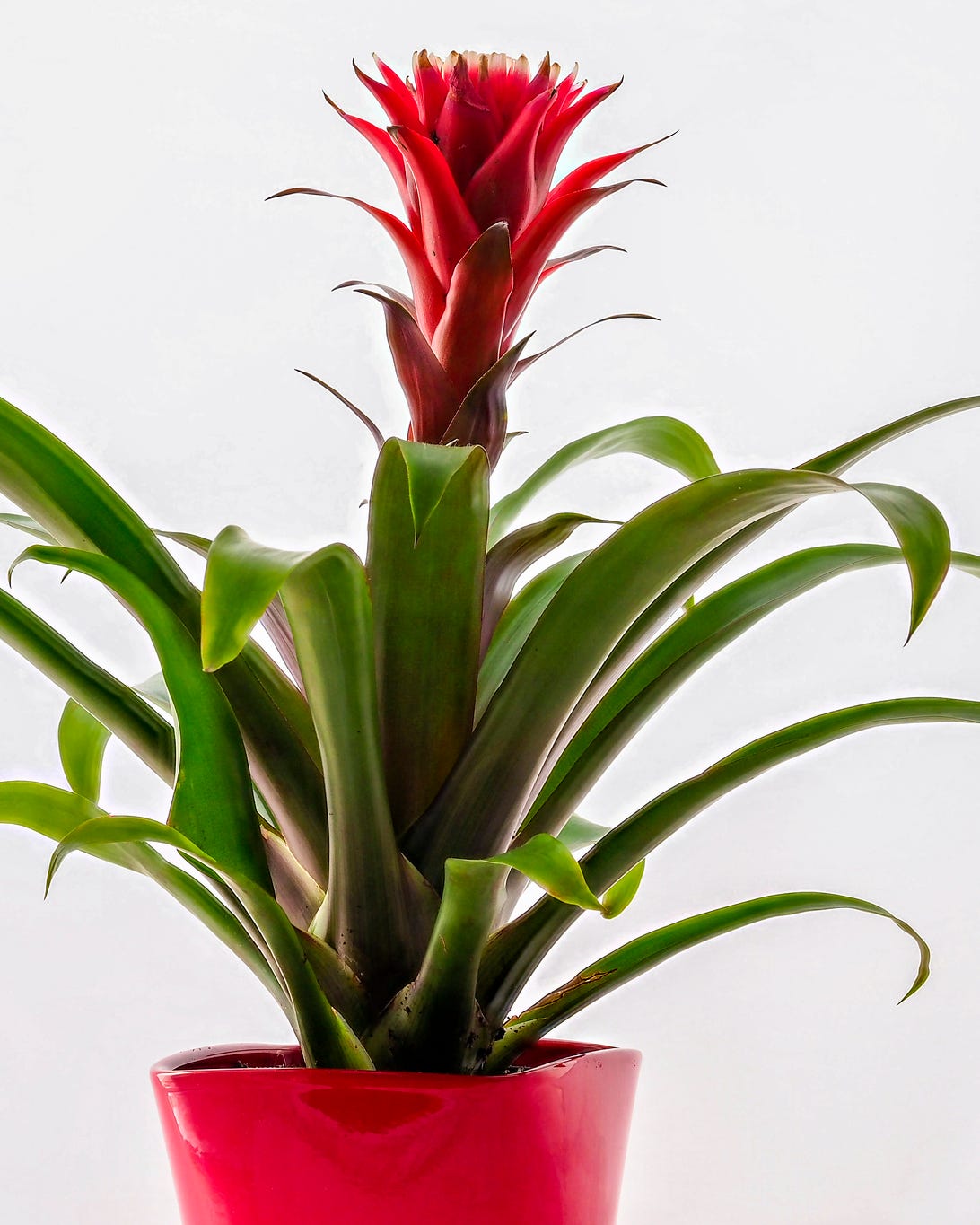 bromeliad christmas plant