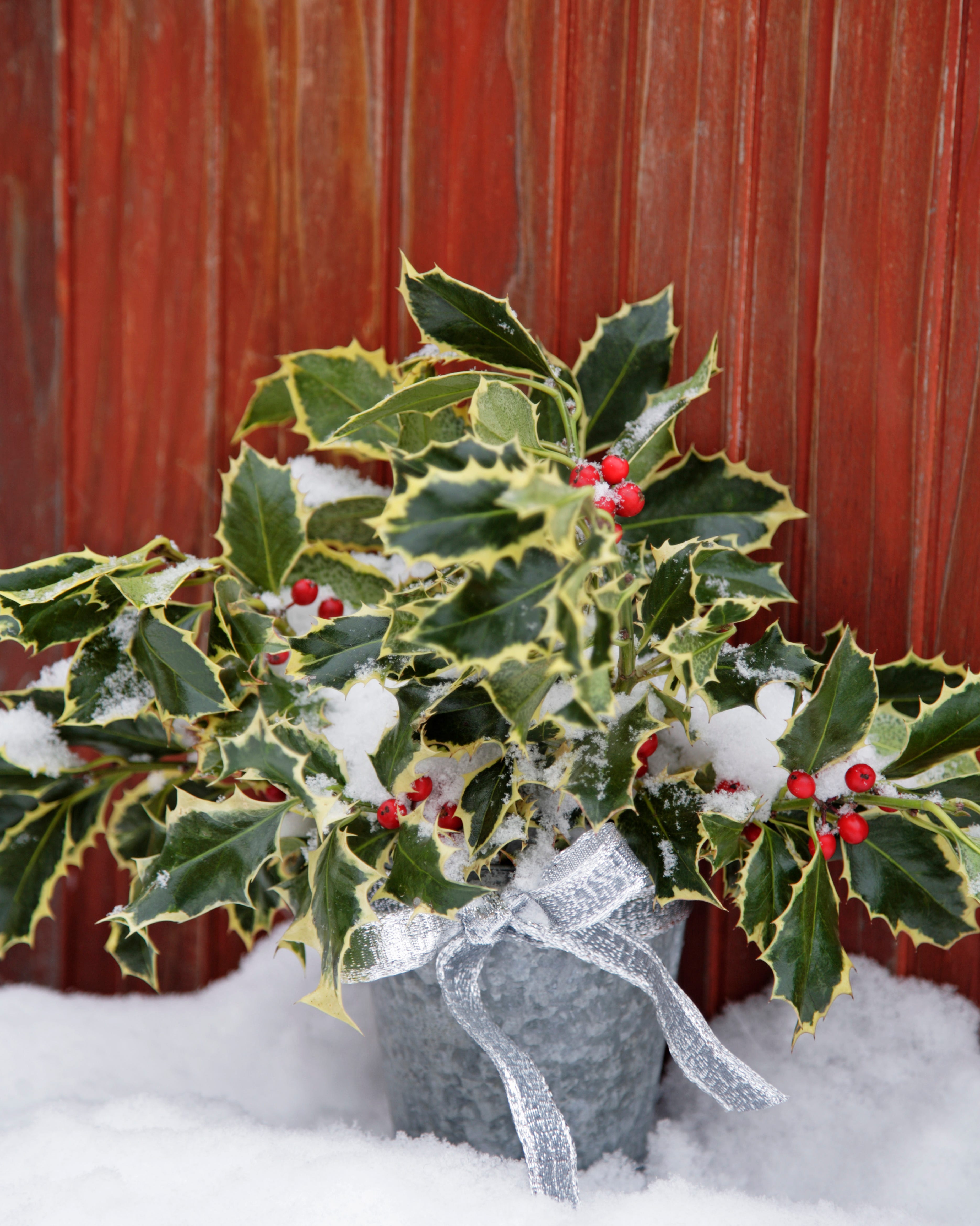 english holly christmas plant