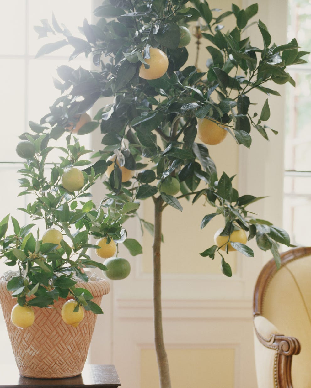 citrus christmas plant
