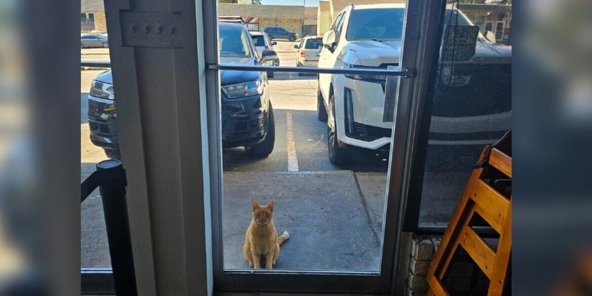 Stray Cat Shows Up At Italian Restaurant And Immediately Becomes 'Part Of The Staff'