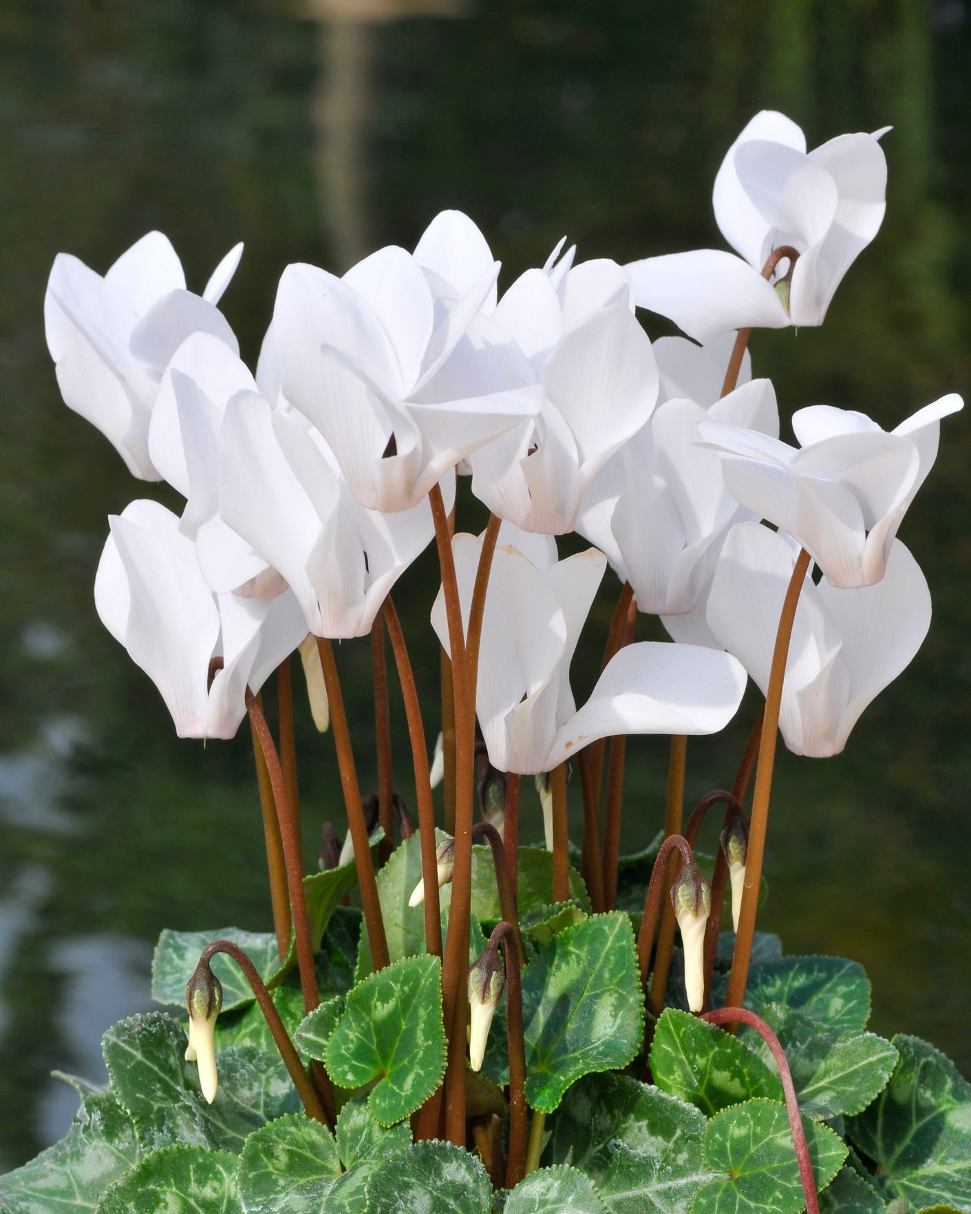 white cyclamen christmas plant
