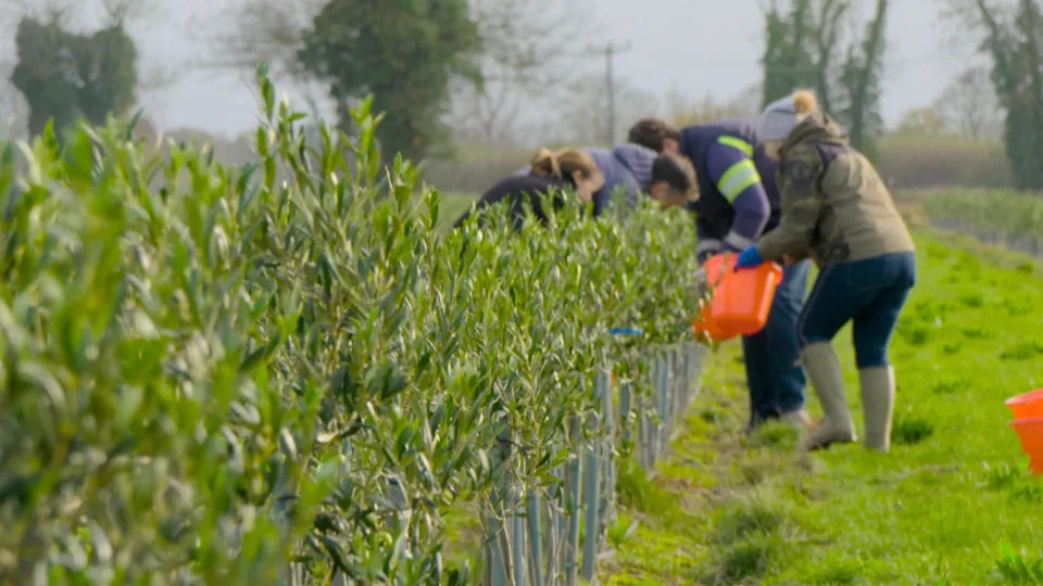Four people wearing wellingtons and carrying orange buckets are leaning over a long row of trees 