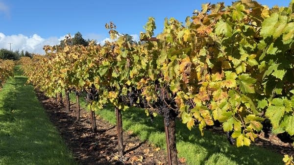Grapes left hanging on the vine at Bacigalupi Vineyards in Healdsburg