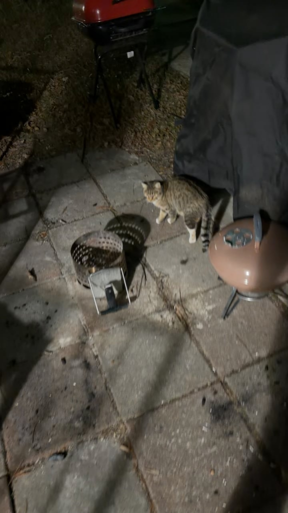 Didn’t have enough charcoal for my frozen pizza so i threw a ton of wood on it