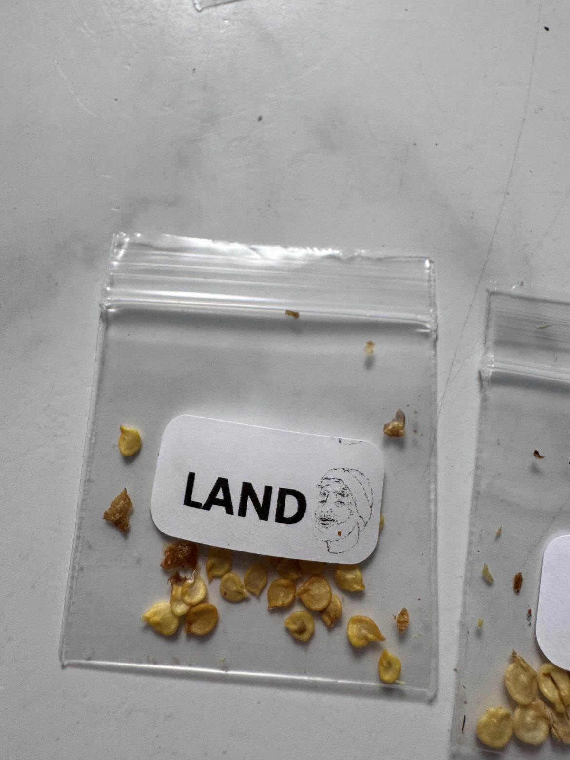 Anyone know what this is?