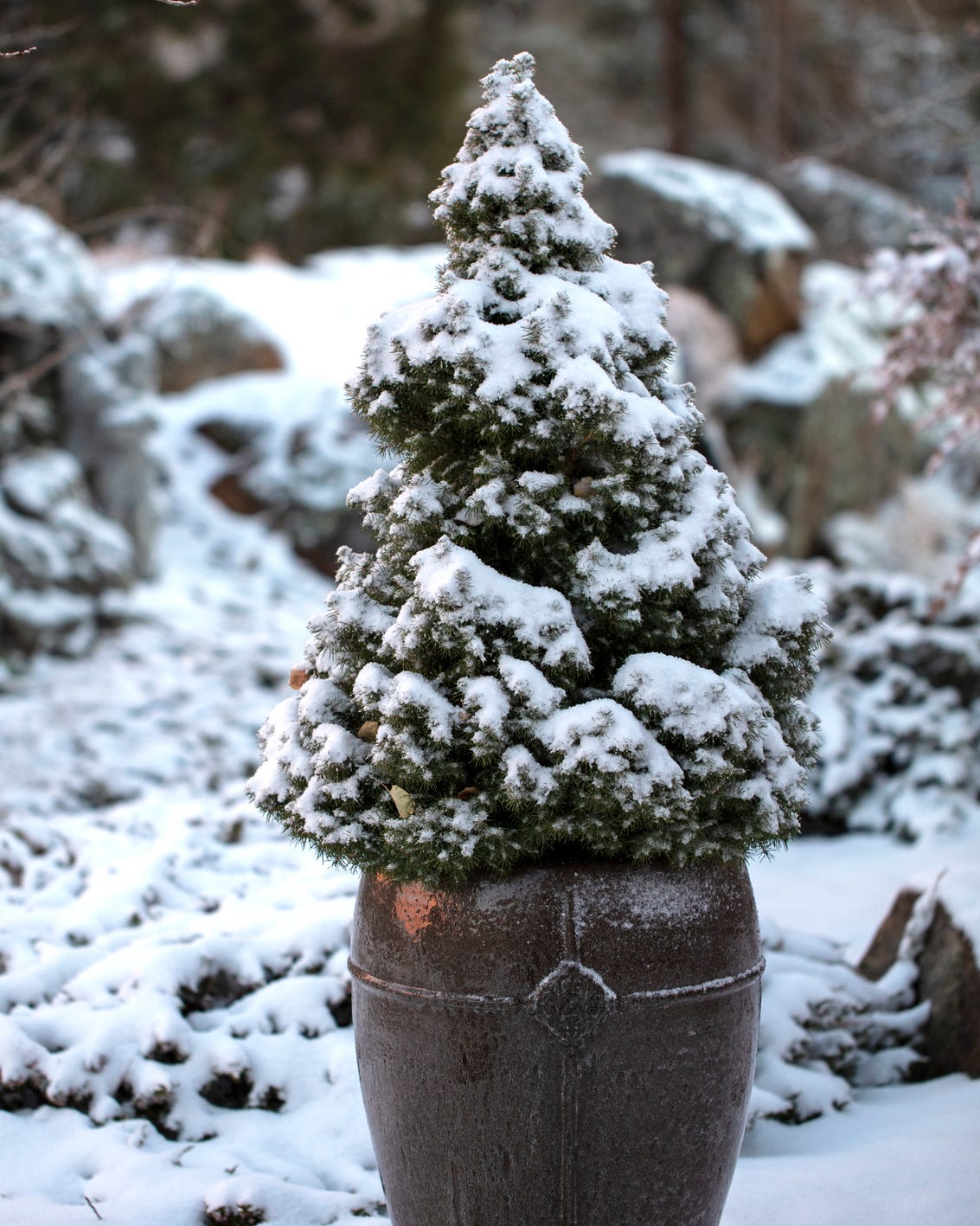 dwarf alberta spruce christmas plant