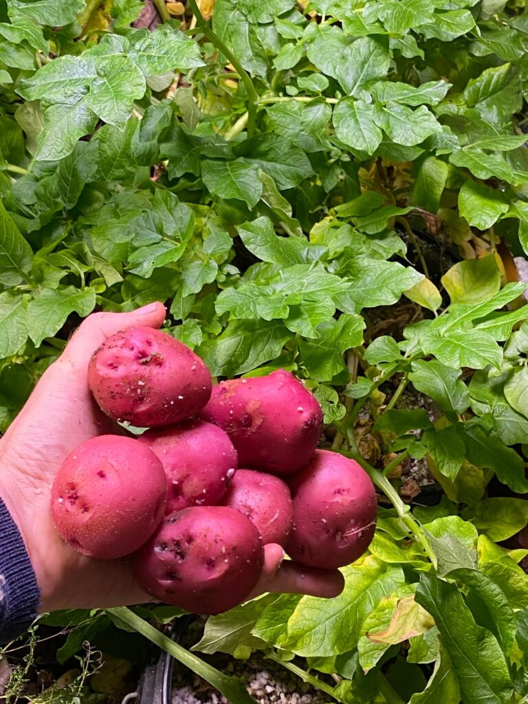 Handful of Hydroponic Red Potatoes