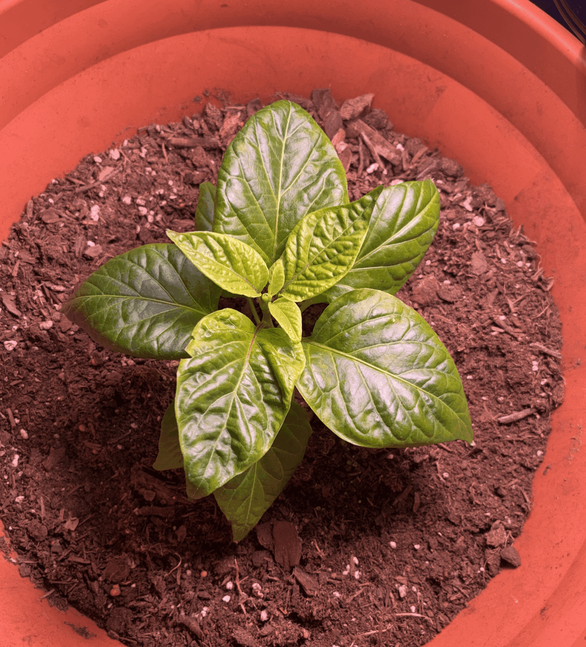 this scorpion has no idea it's 49 degrees fahrenheit outside 👀