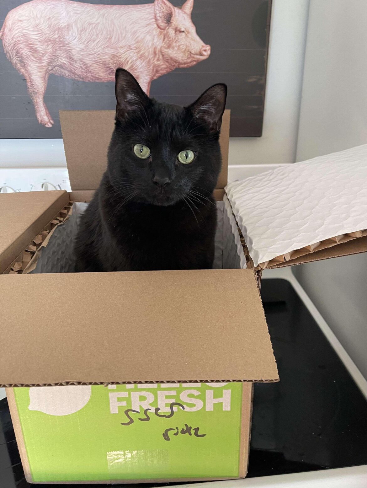 He’s sitting on the ice pack.