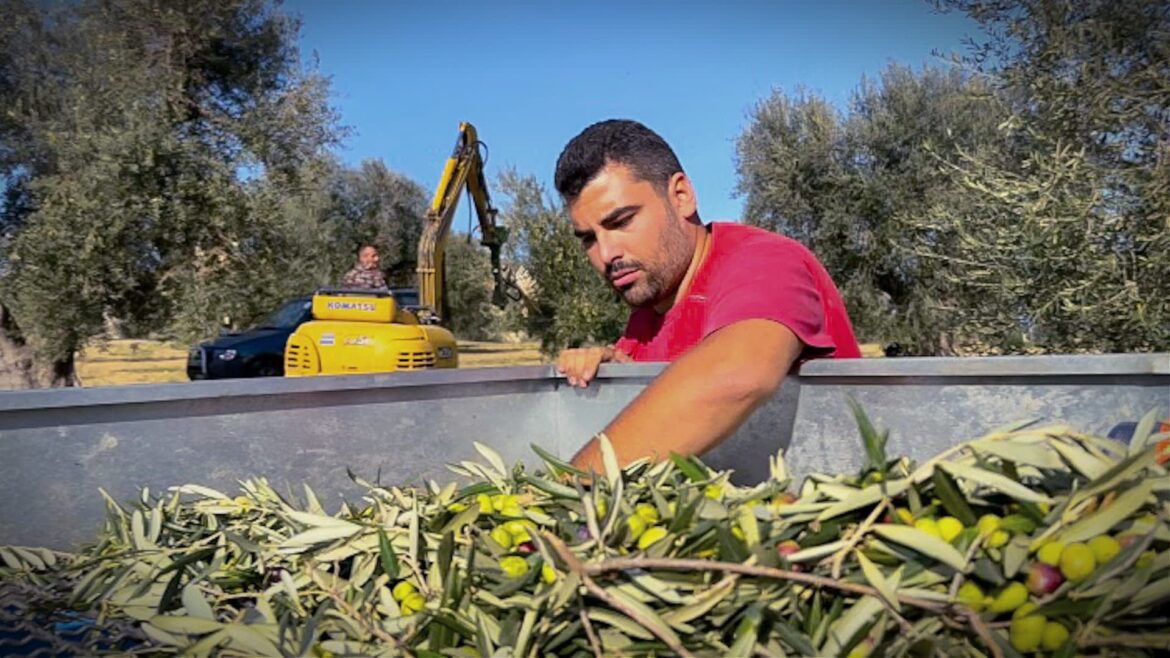 In Puglia’s Ancient Groves, a Young Producer Charts a High-Tech Future for Ulivè