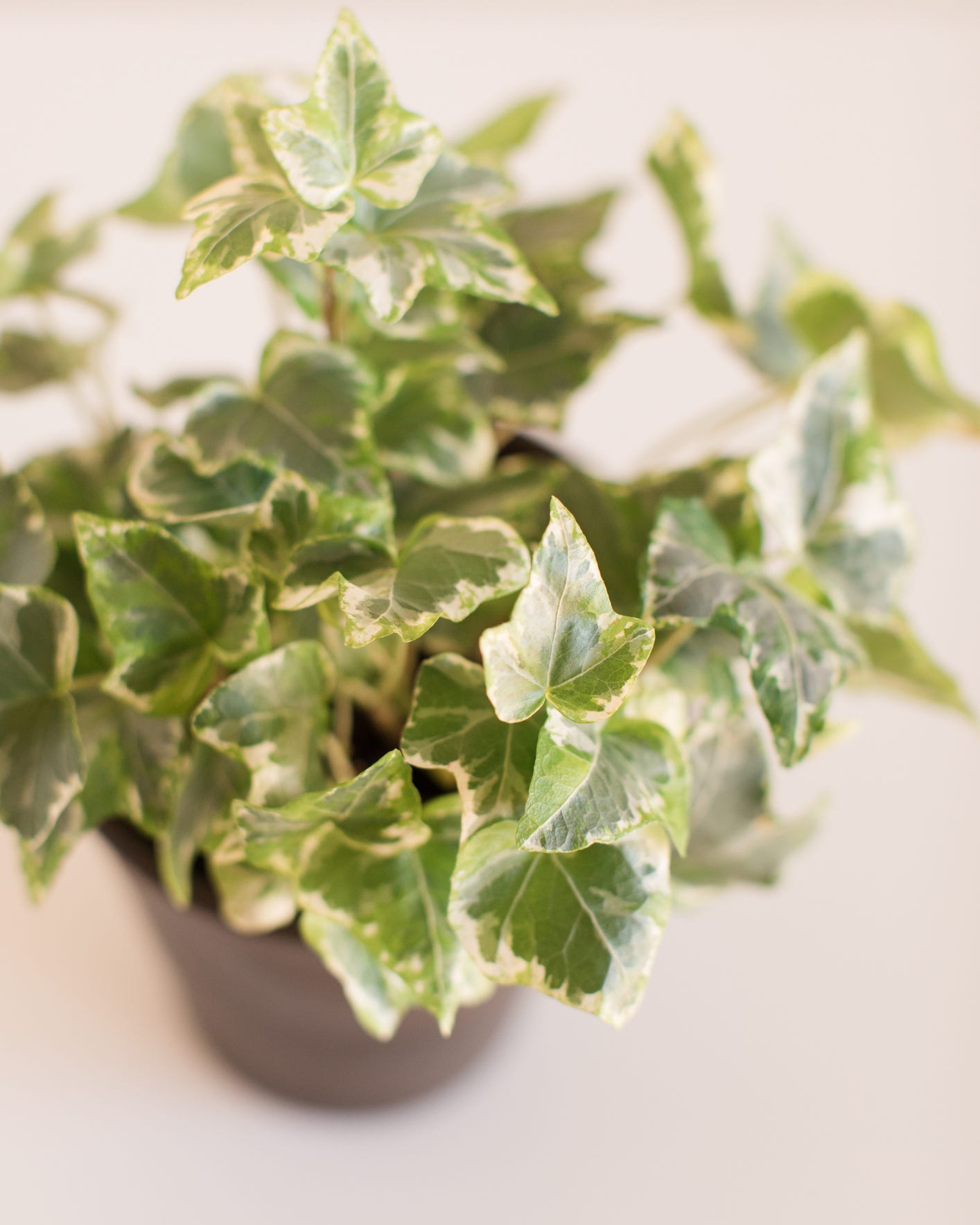 english ivy christmas plant