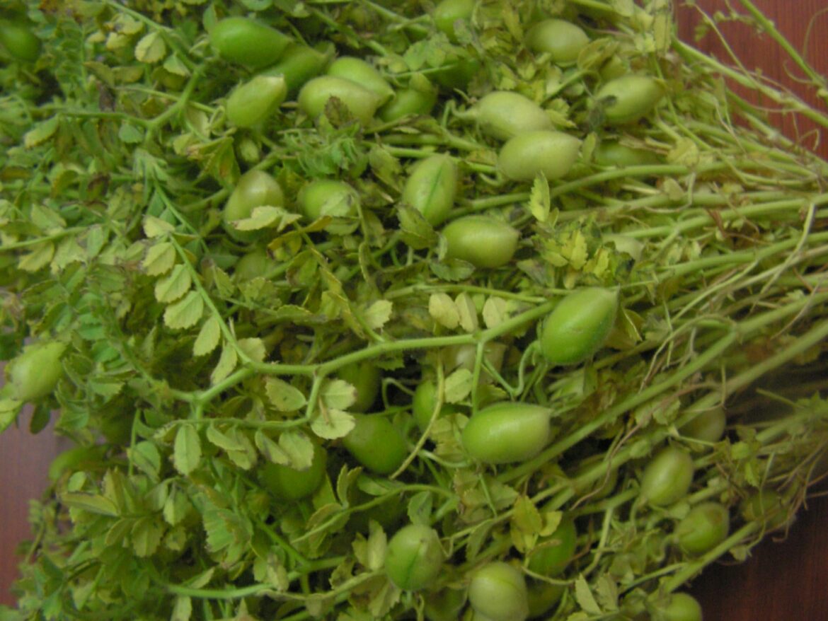 Any easy way to peel fresh chickpeas? bc these pods are air-filled scams