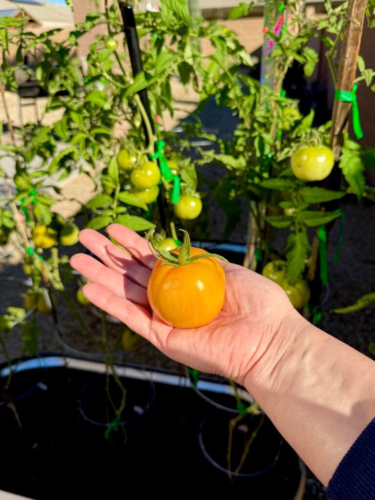 Two Early Girls today ☺️