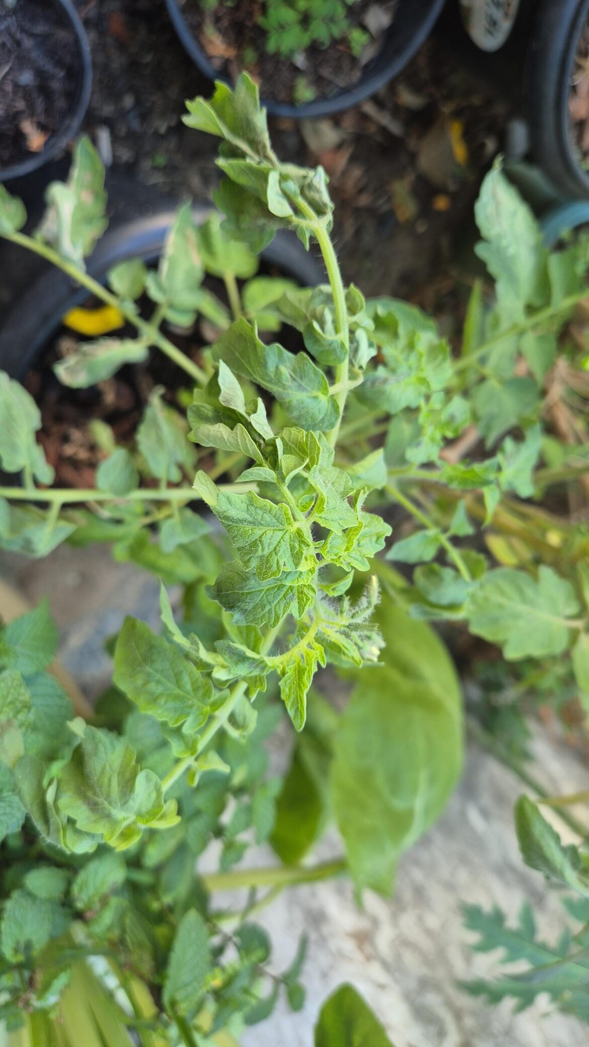 Overwatering? Overwatering?