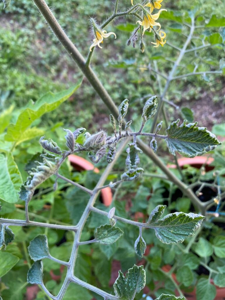 Curling leaves help Curling leaves help