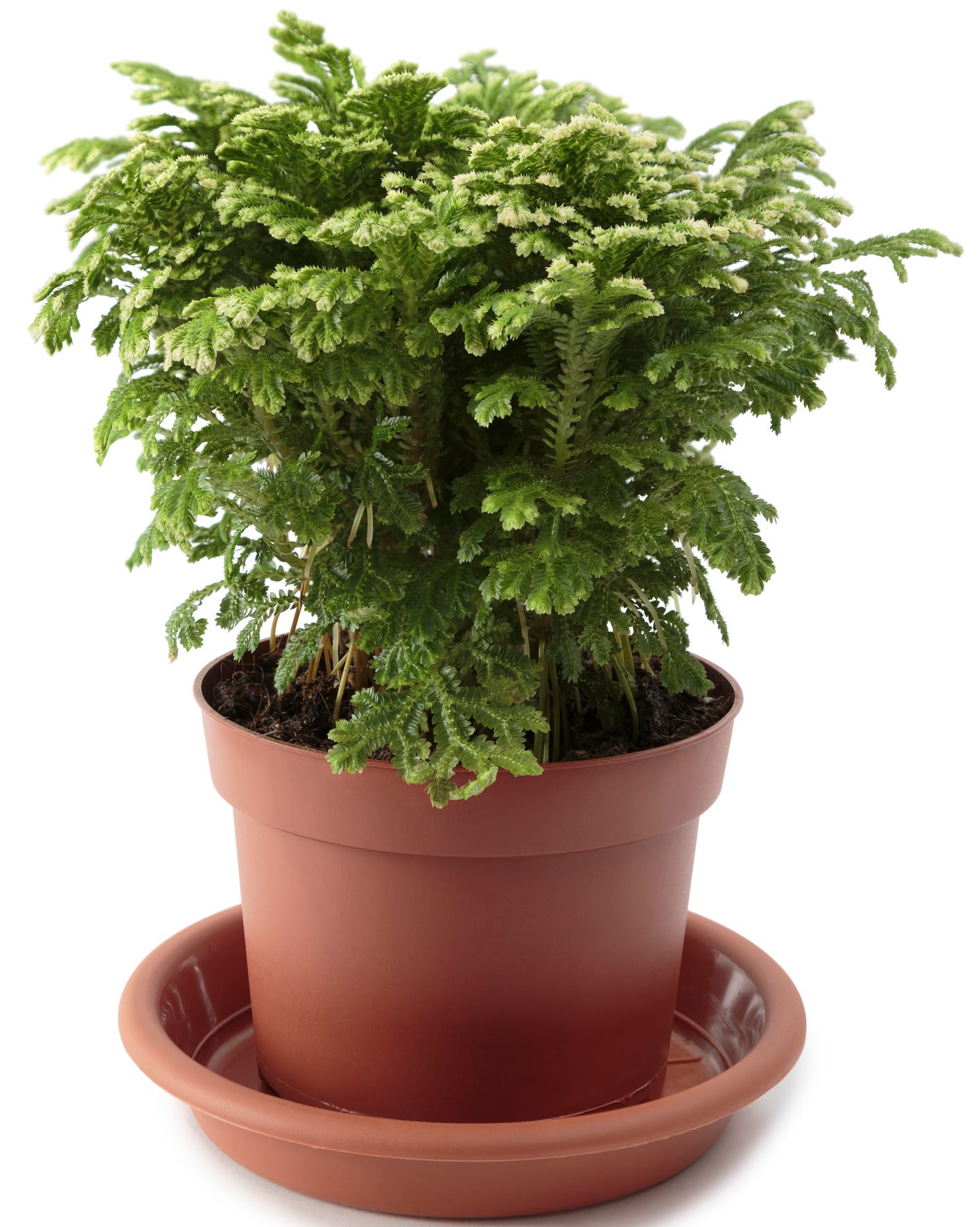 frosty fern christmas plant