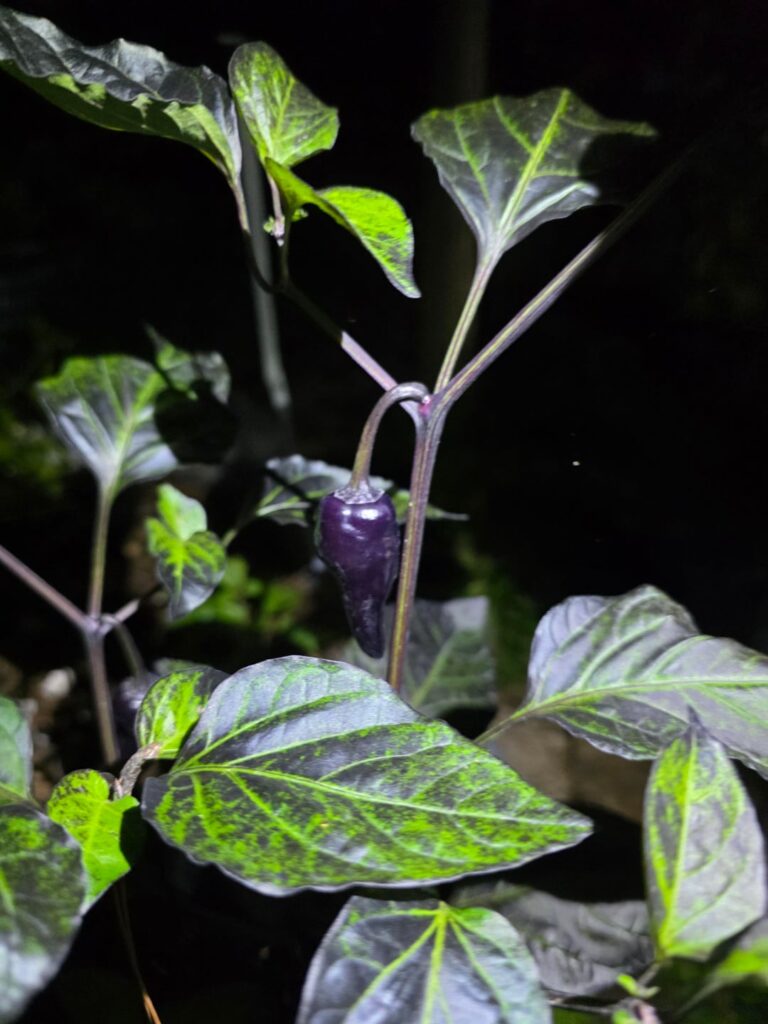 Can you help me identify this purple pepper?