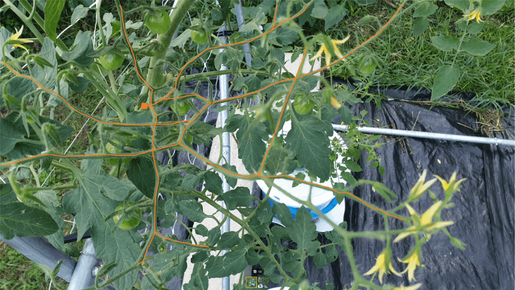 Would you call Sweet Million a multiflora?