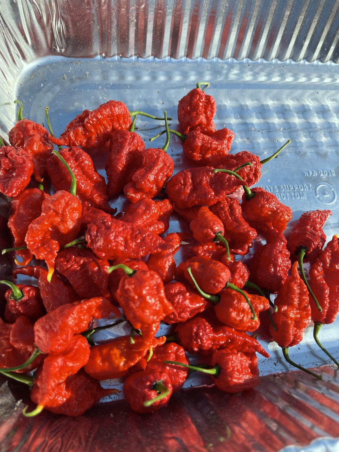 I just harvested the last of the Primotaliis