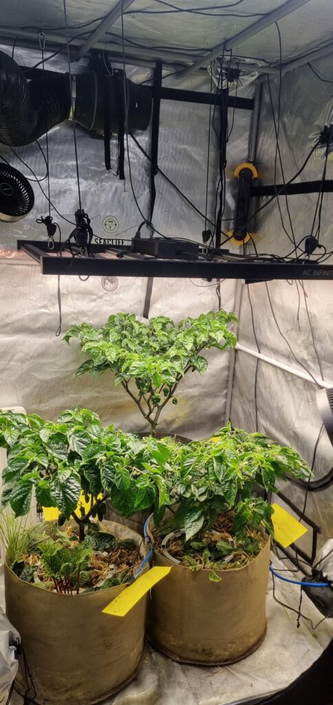 Peach and Chocolate Congo habanero's