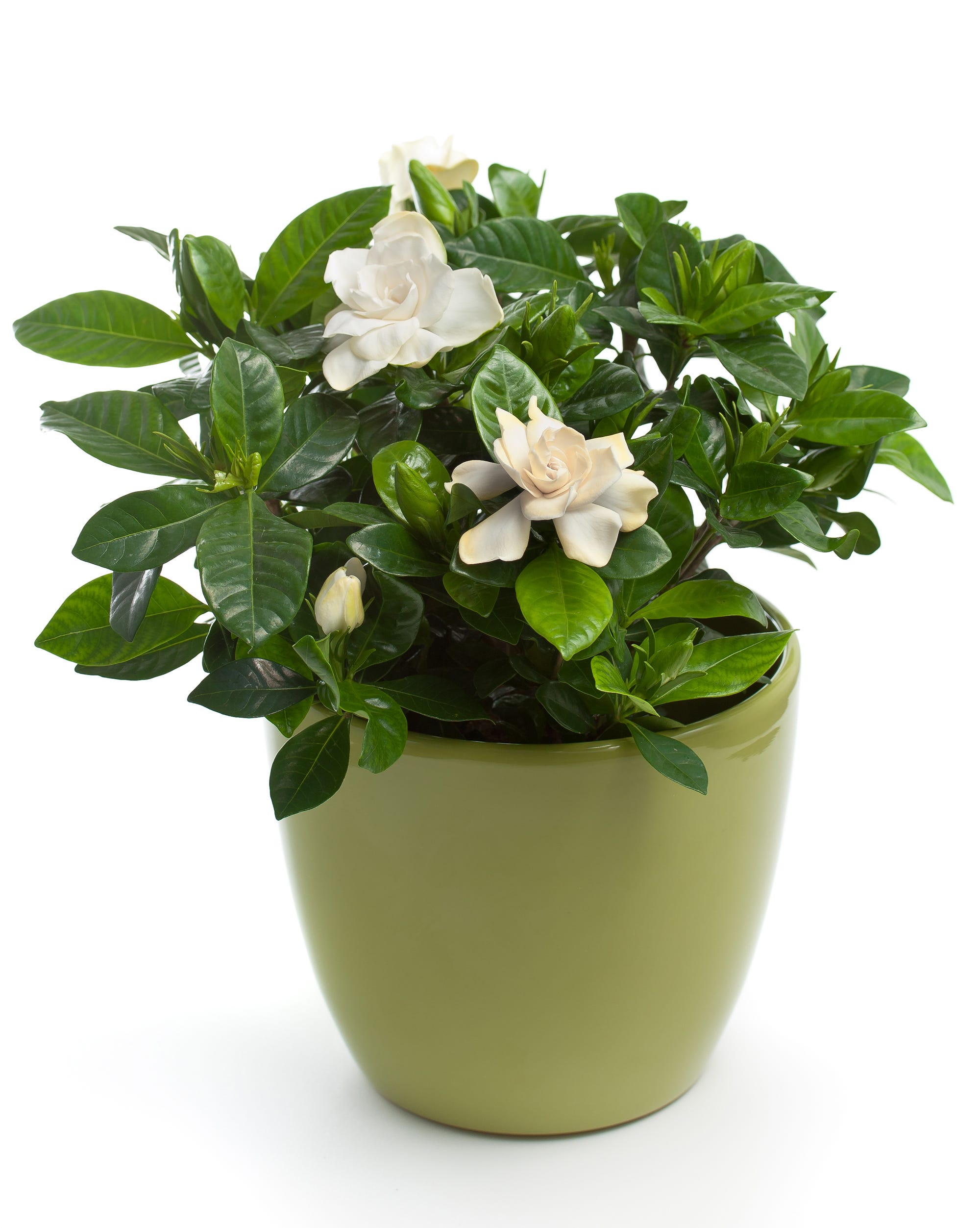gardenia christmas plant