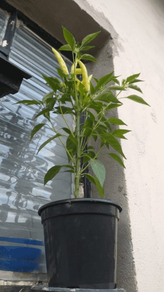 What is this type of pepper?