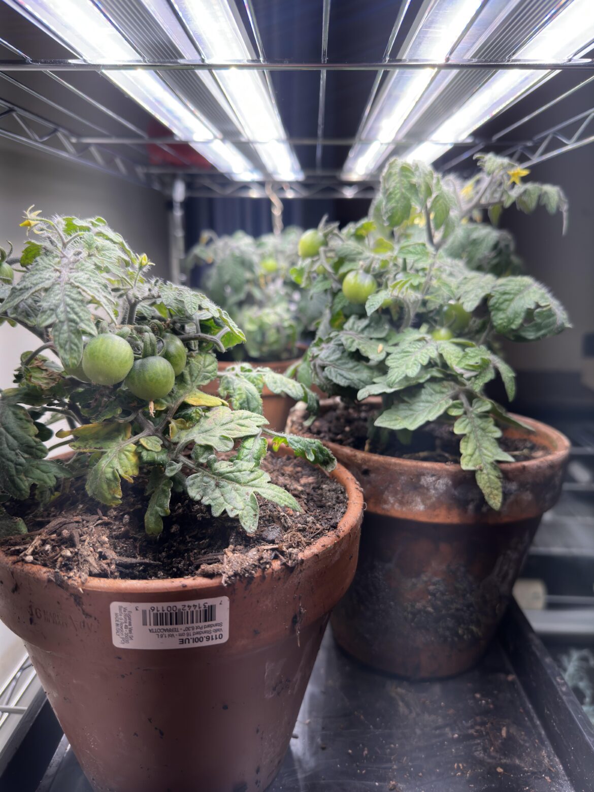 Microdwarf adventure