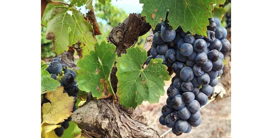 South Africa’s Wine Grape Production Heads Into 2026 With Optimism South Africa’s Wine Grape Production Heads Into 2026 With Optimism