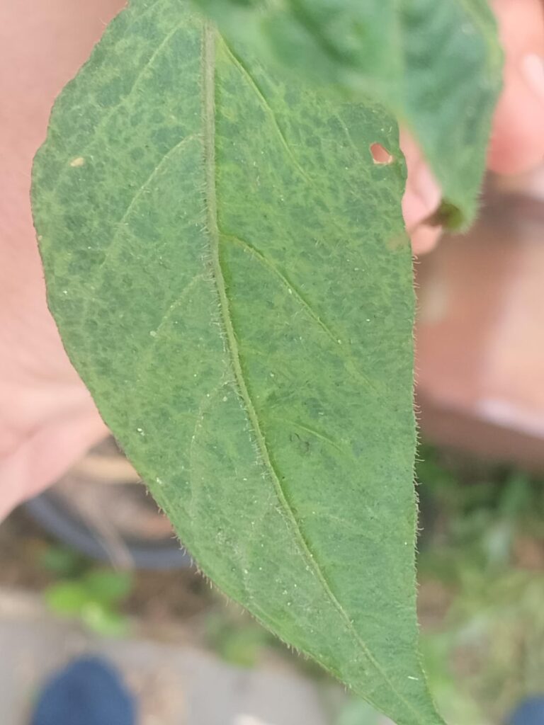 Tobacco mosaic virus? Or am I being paranoid