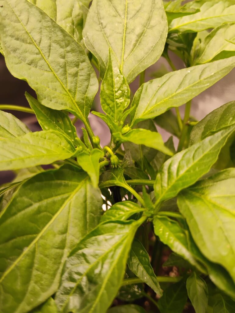 Yellow Trinidad 45 Days 😁