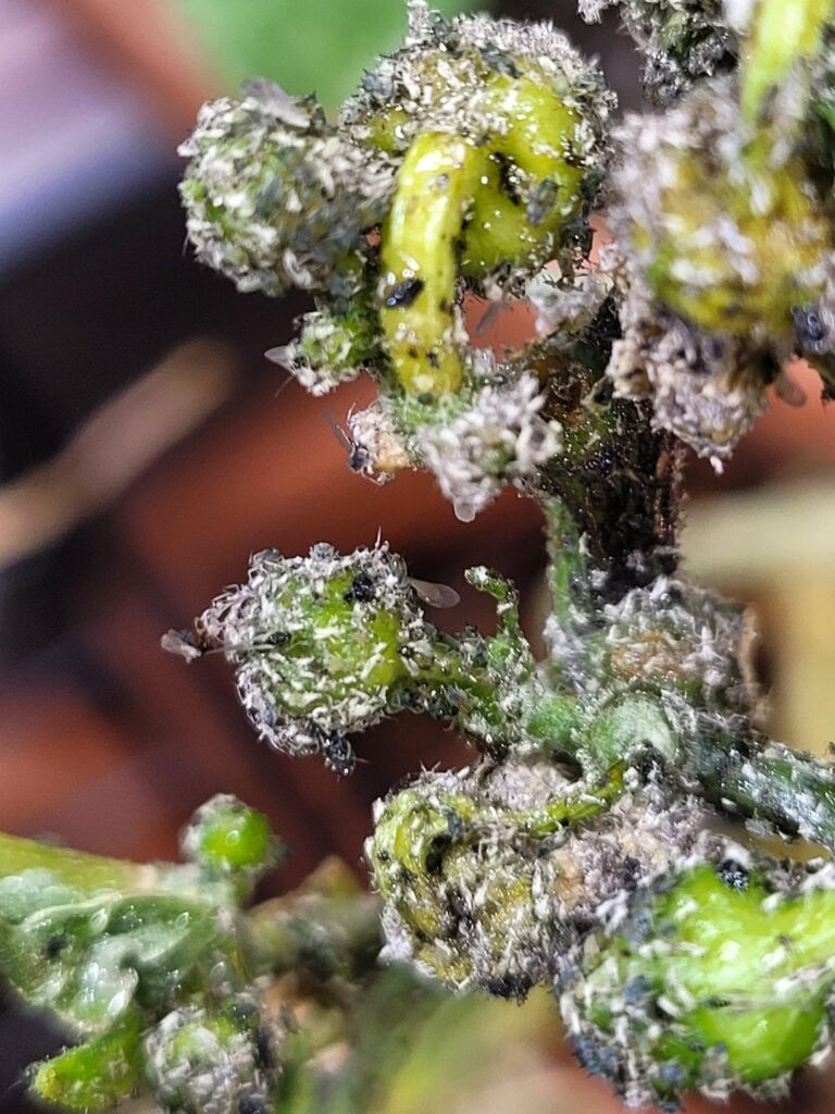 White/ Brown spots on indoor pepper plants