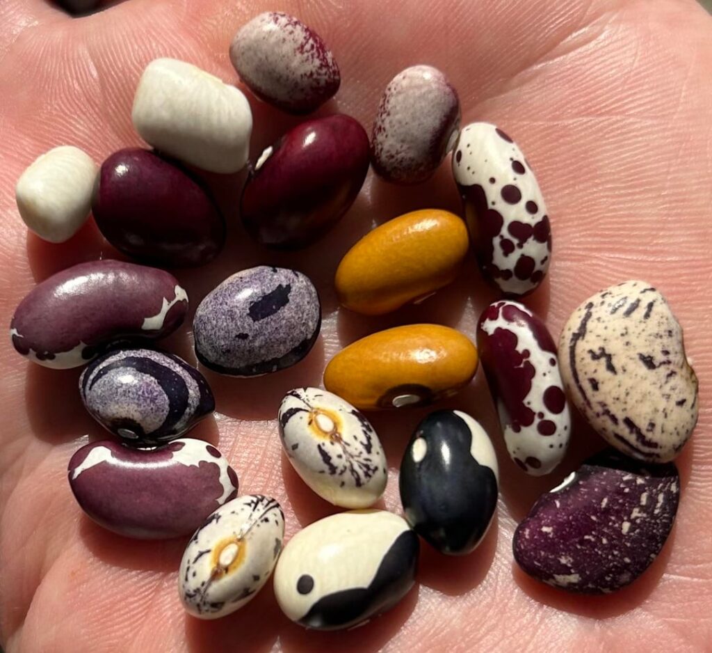 Fall dry beans