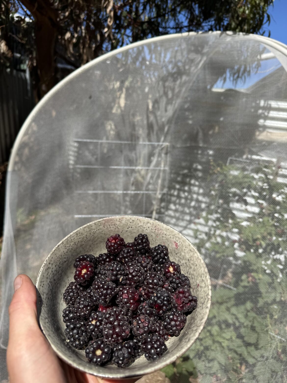 Today's Boysenberry harvest!