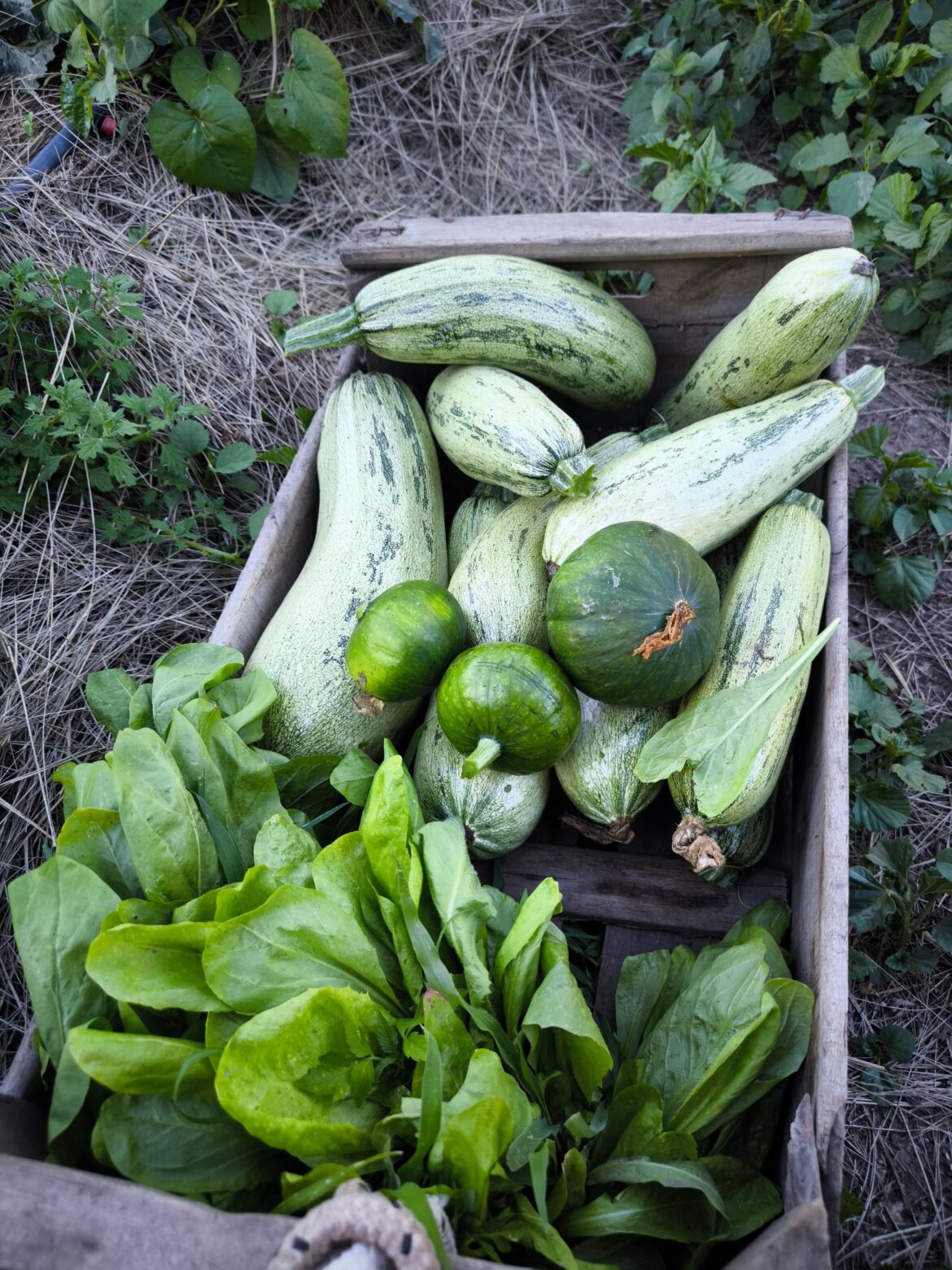 The abundance of summer 🤟🏻