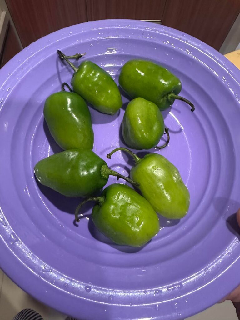 Meet Habanero's Cousin: Cabe Gendot (or chubby pepper, literally)