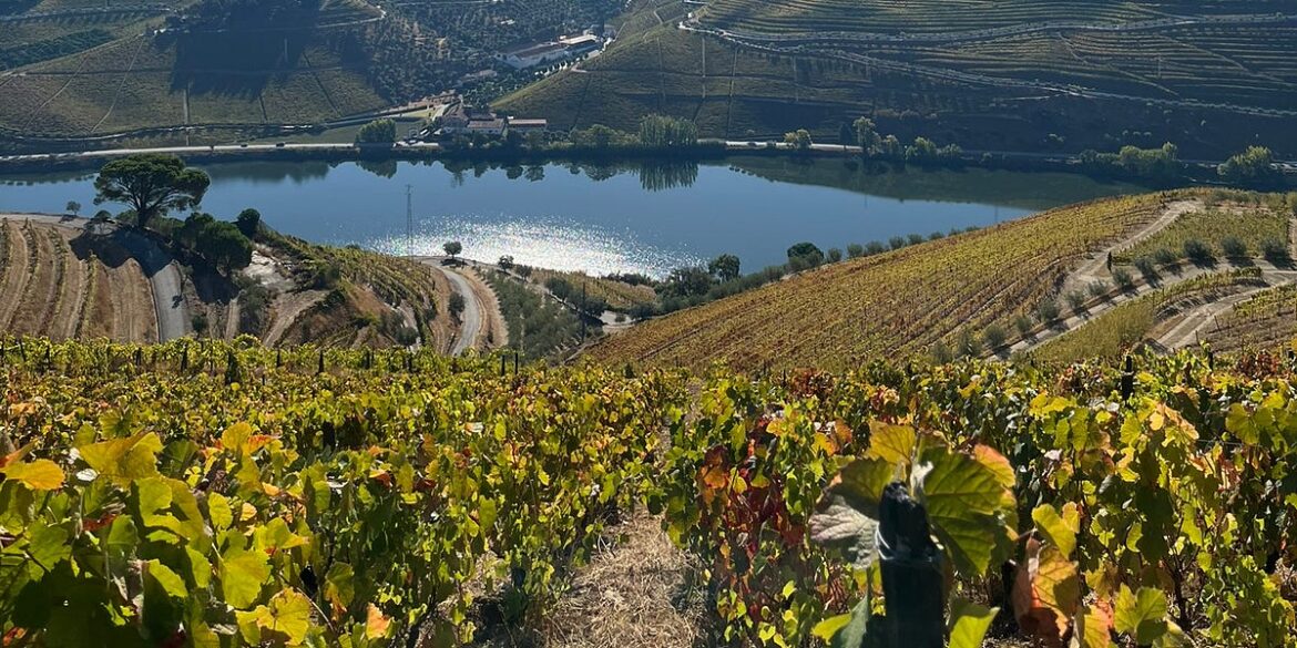 Portugal's Amazing Diversity - Dave McIntyre's WineLine