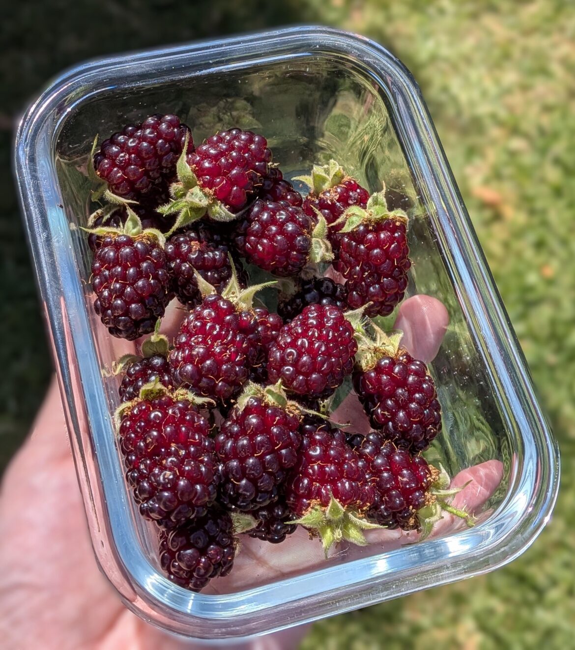 Today's silvanberry harvest!