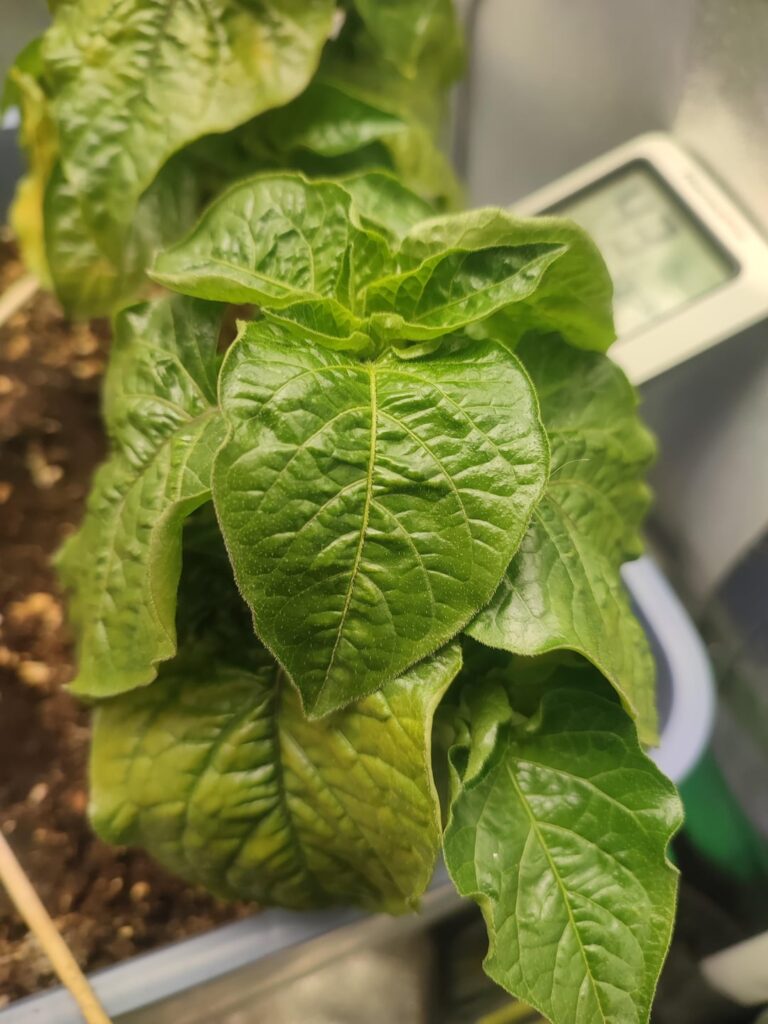 What's wrong with my plants?