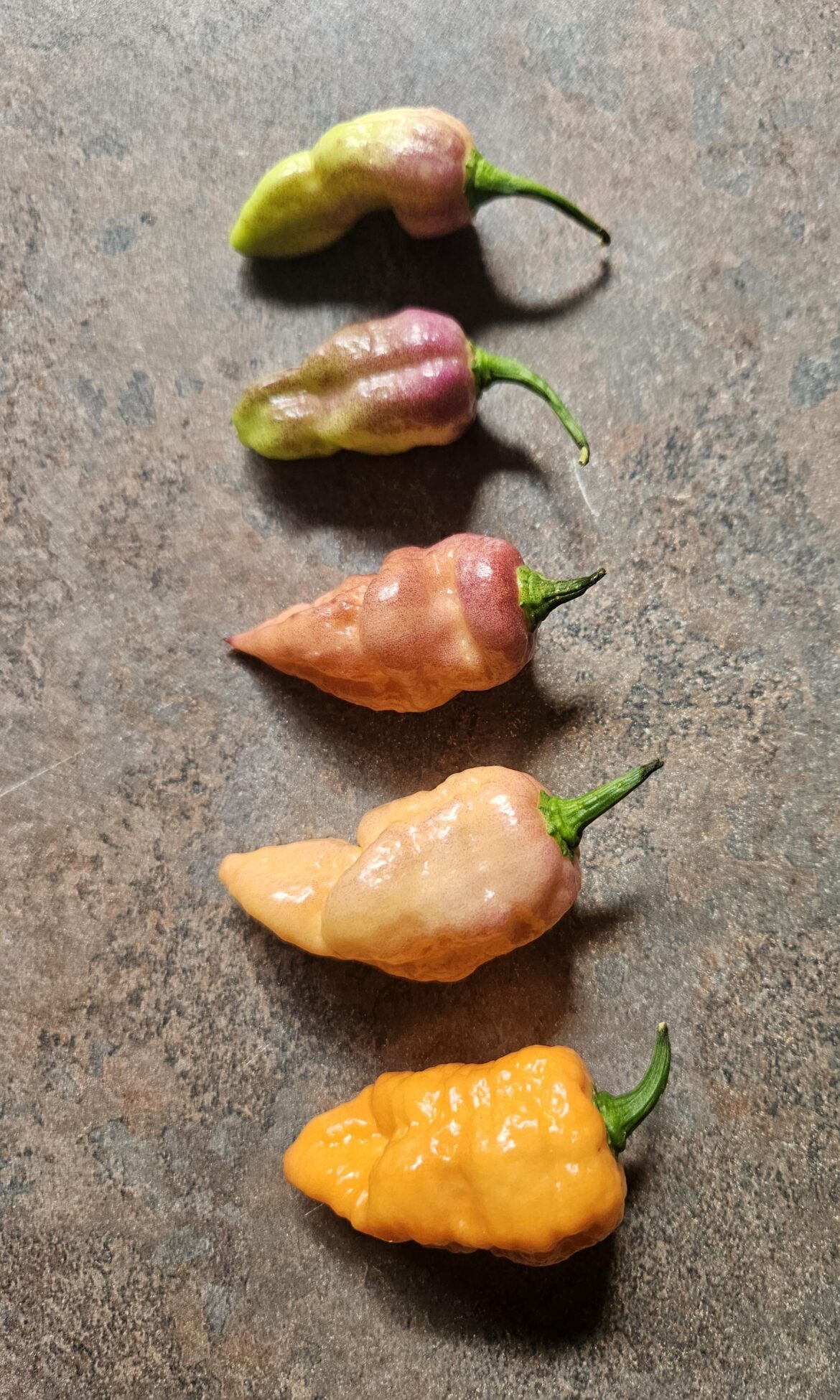 Pink Tiger x Peach Ghost