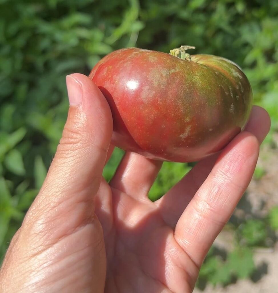 First successful heirloom tomato in Tanzania. First successful heirloom tomato in Tanzania.