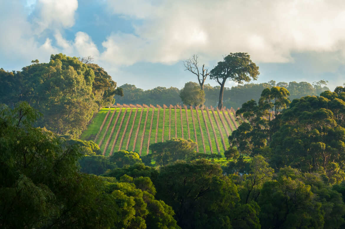 Changes to Sustainable Winegrowing Australia build for the future changes Sustainable Winegrowing Australia