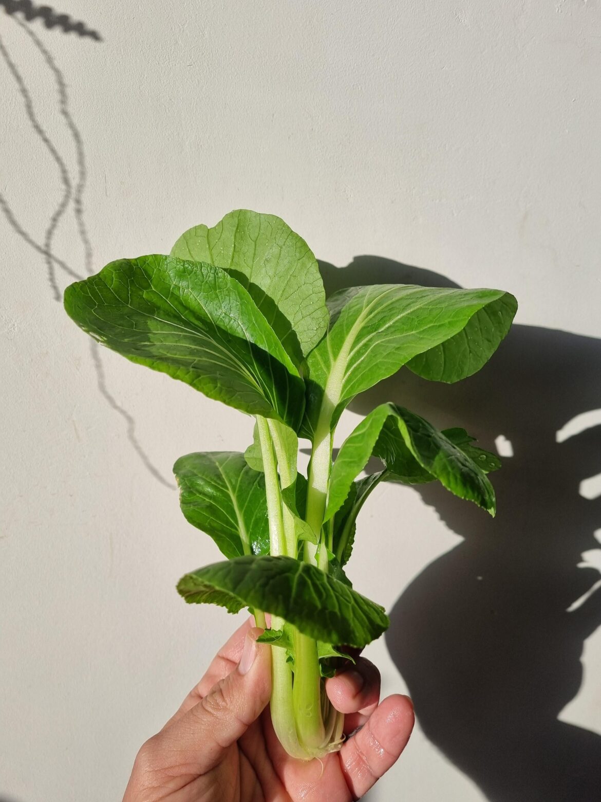 Mighty bok choi harvest of today from the green house