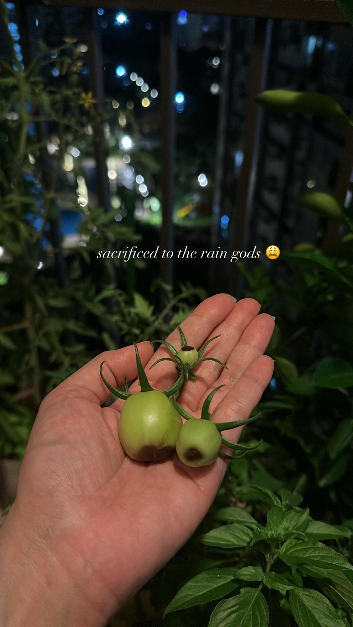 it's been raining a lot in my tiny tropical country