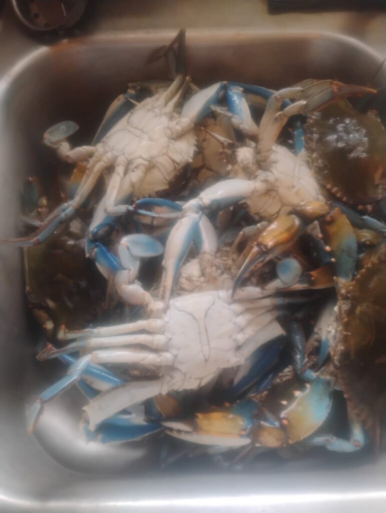 Blue crabs 🦀 😋